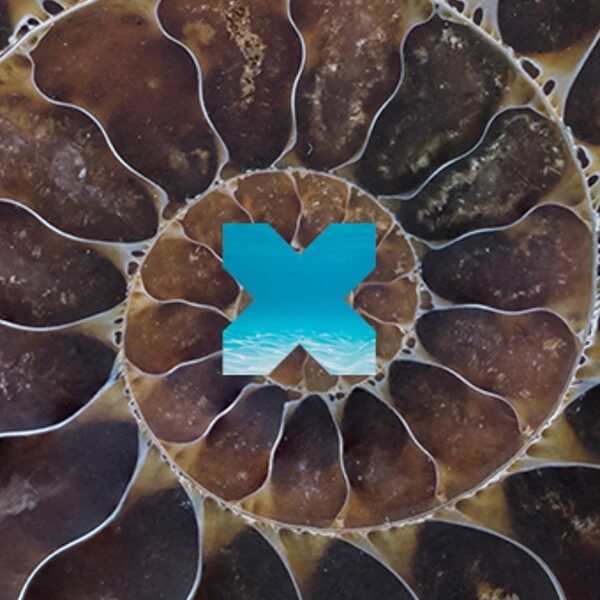 A blue and brown cross in the center of an animal 's shell.