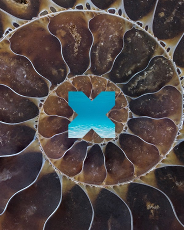 A blue and brown cross in the center of an animal 's shell.