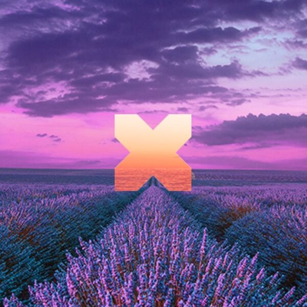 A field of lavender with an x in the middle.